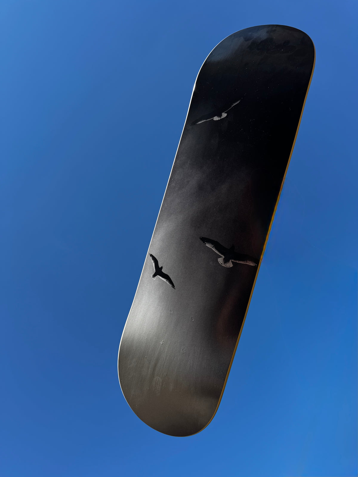 Working Class x Nathan Blackmun Birds Deck - 8.25"