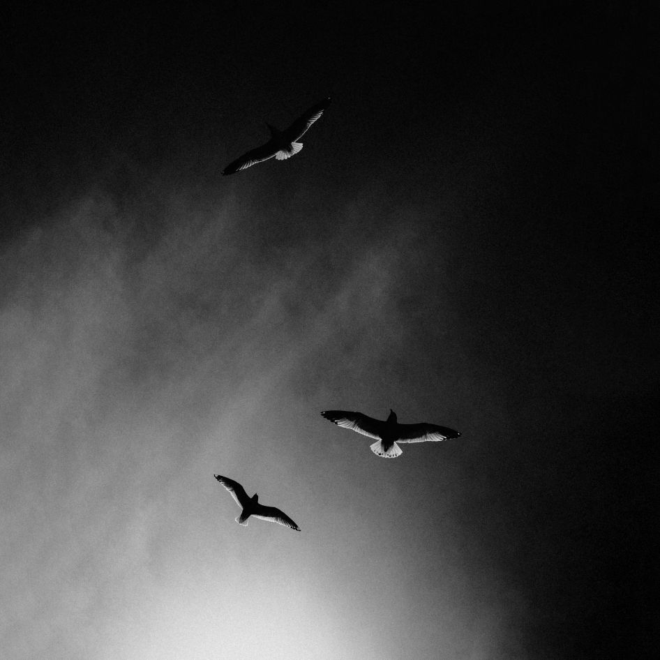 Black and white fine art photograph of three flying birds against a dark sky with a bright light source near the bottom, presented as a vertical print centered on a white background.